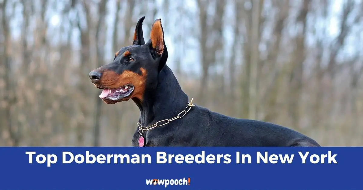 Top 8 Best Doberman Pinscher Breeders In New York (NY) State