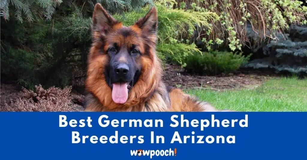 Top 10 Best German Shepherd Breeders In Arizona (AZ) State