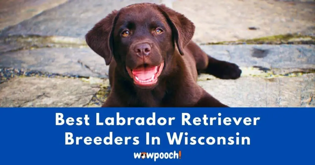 Top 14 Best Labrador Retriever Breeders In Wisconsin (WI) State
