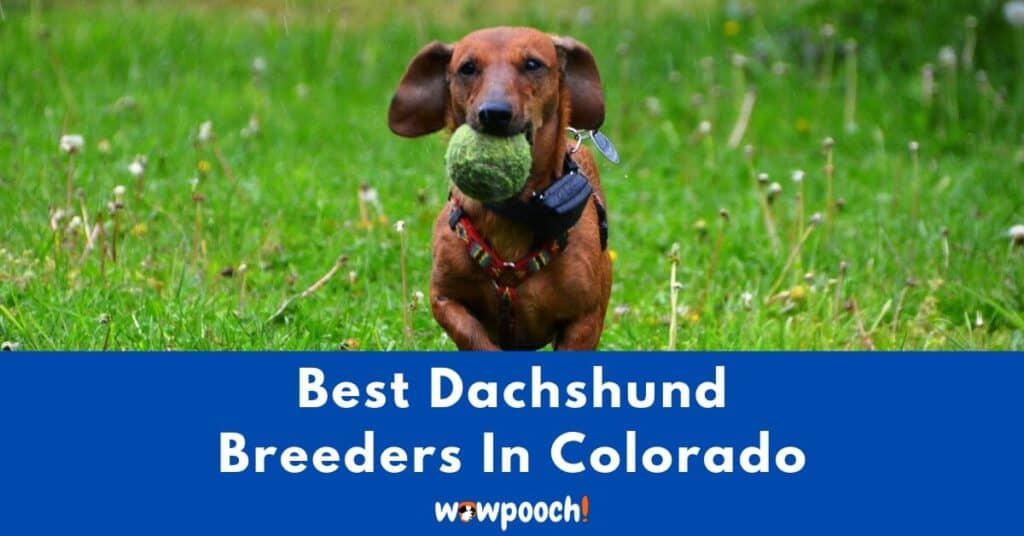 Top 15 Best Dachshund Breeders In Colorado (CO) State