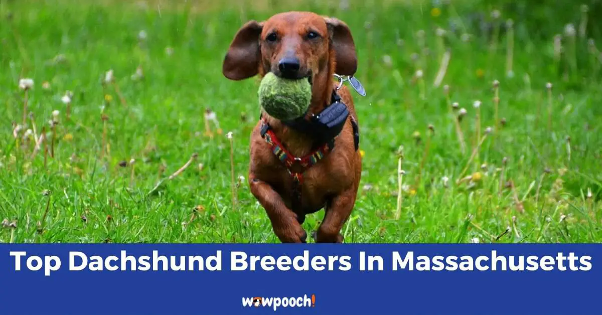 Top 5 Best Dachshund Breeders In Massachusetts (MA) State