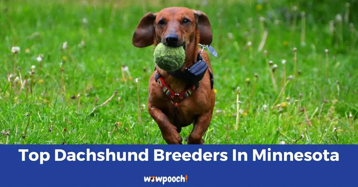Top 5 Best Dachshund Breeders In Minnesota (MN) State
