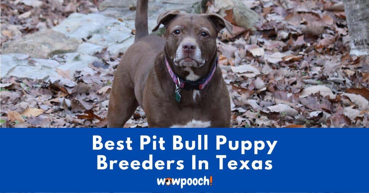 Top 5 Best Pit Bull Breeders In Texas (TX) State