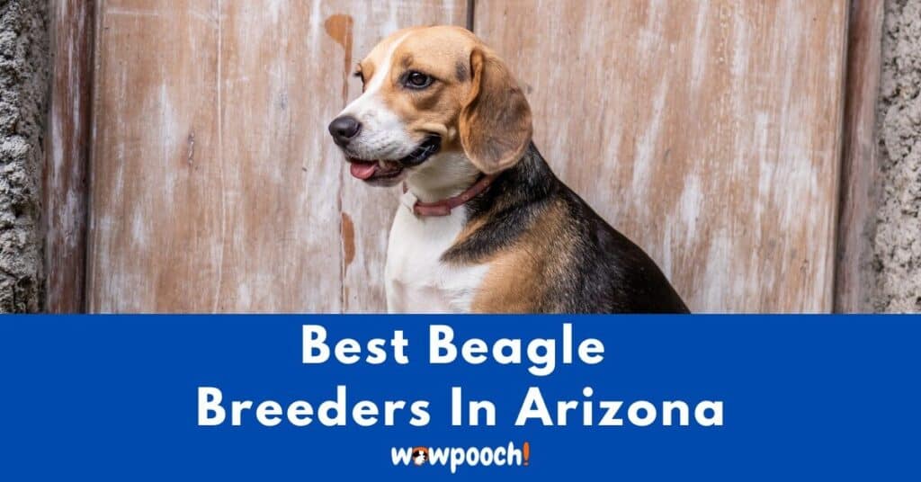 Top 7 Best Beagle Breeders In Arizona (AZ) State