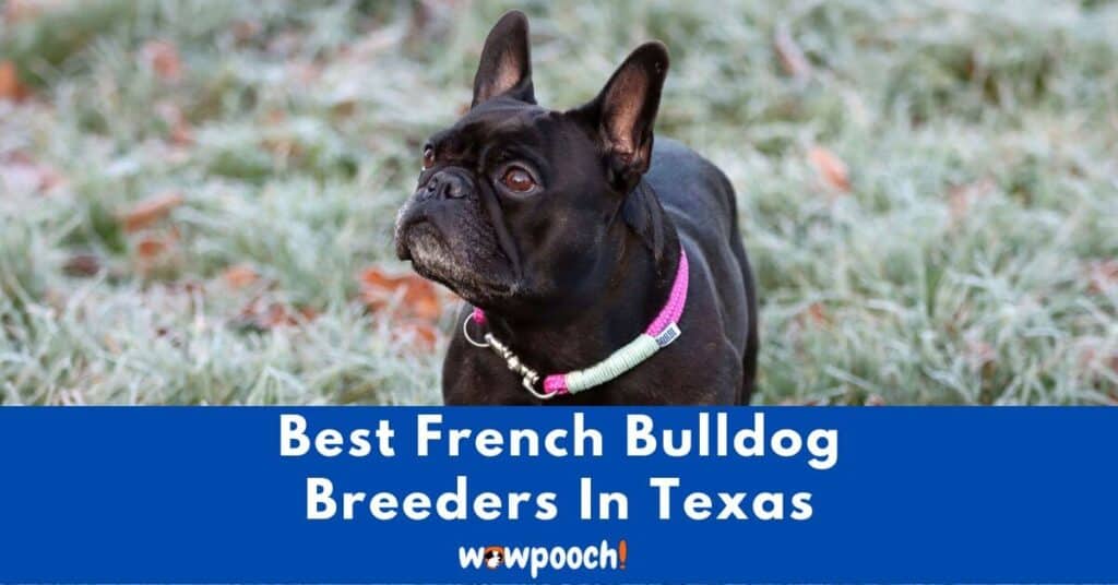 Top 7 Best French Bulldog Breeders In Texas (TX) State