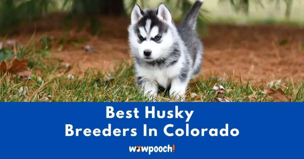 Top 7 Best Husky Breeders In Colorado (CO) State