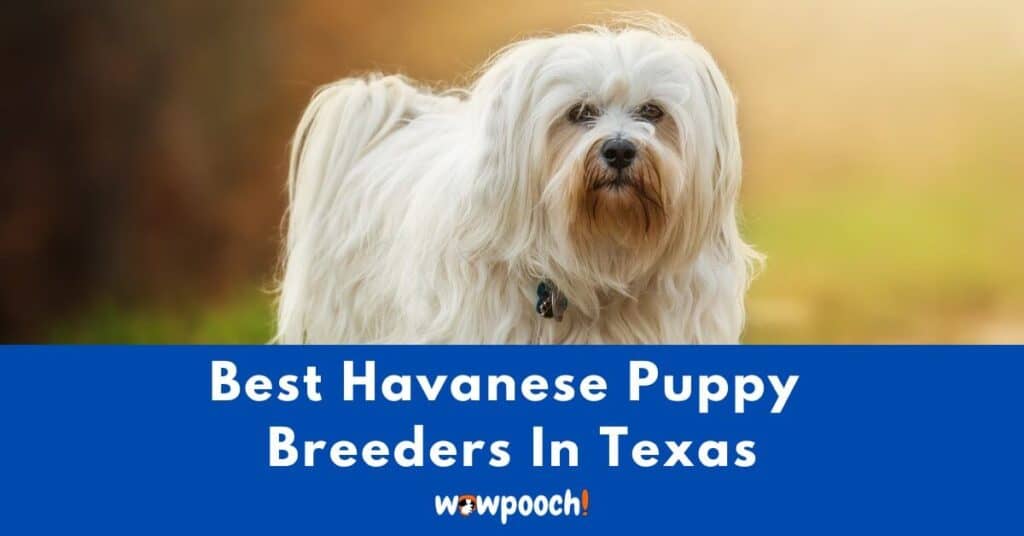 Top 9 Best Havanese Breeders In Texas (TX) State
