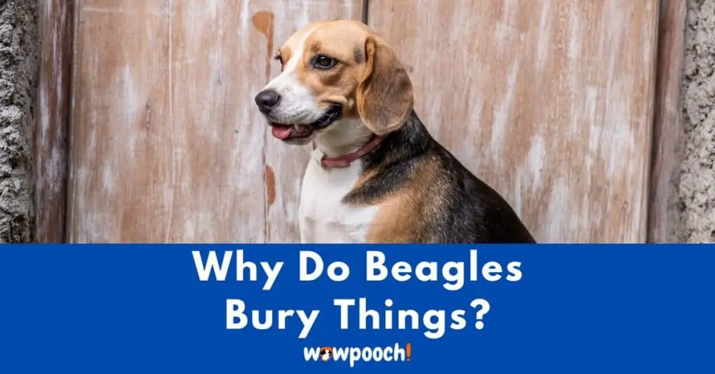 Why Do Beagles Bury Things?