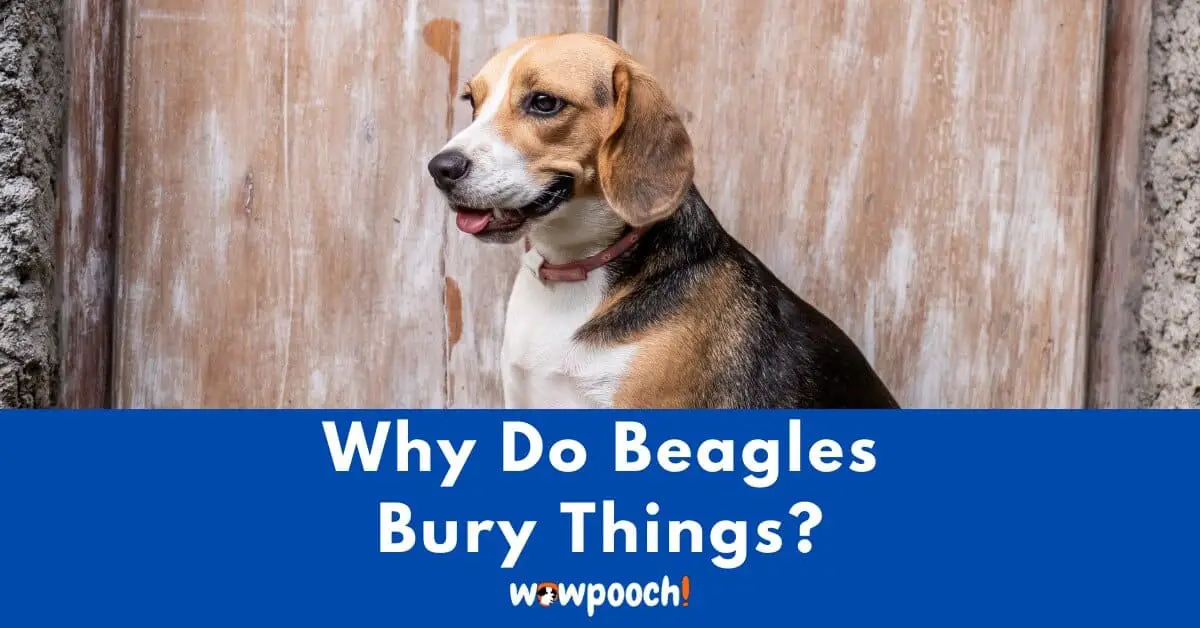 why do beagles hide things
