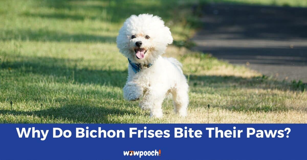 Why Do Bichon Frises Bite Their Paws?