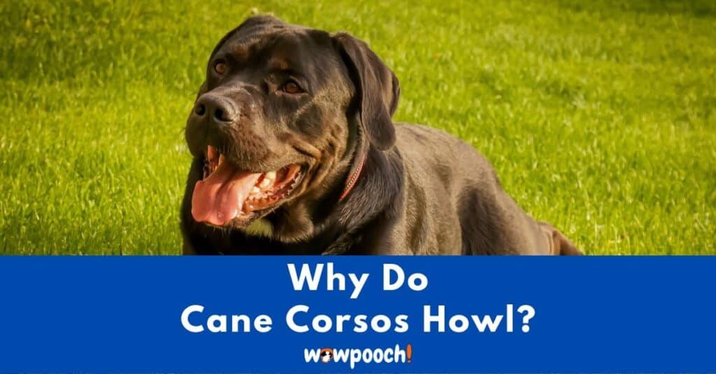 Why Do Cane Corsos Howl?