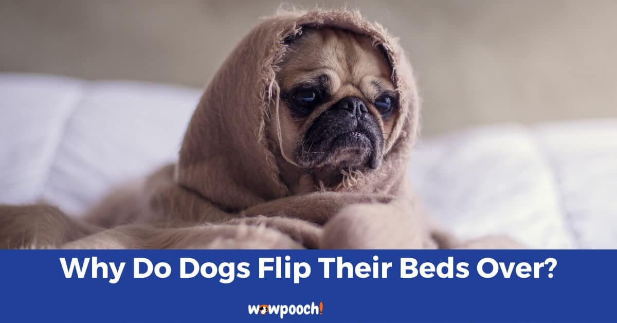 Why Do Dogs Flip Their Beds Over?