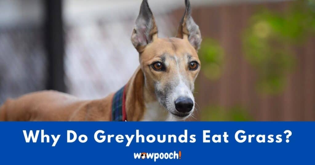 Why Do Greyhounds Eat Grass?