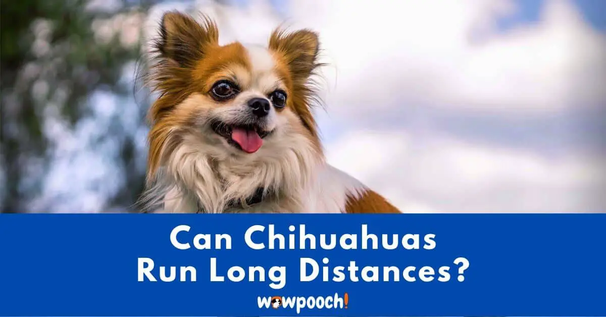 Can Chihuahuas Run Long Distances?