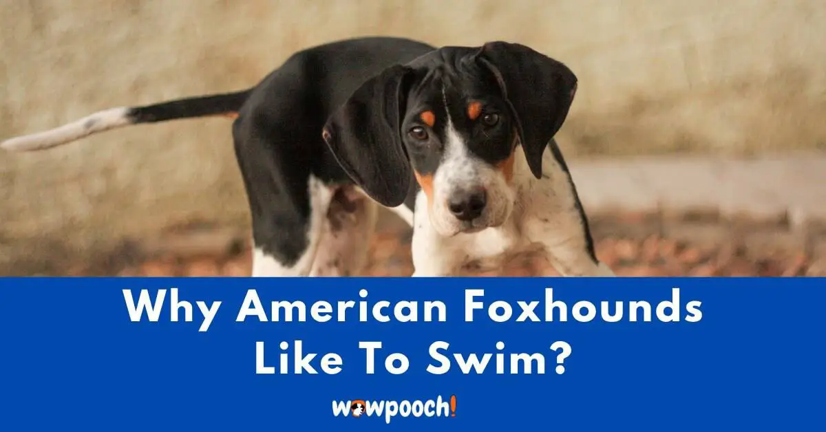 Why Do American Foxhounds Like To Swim?