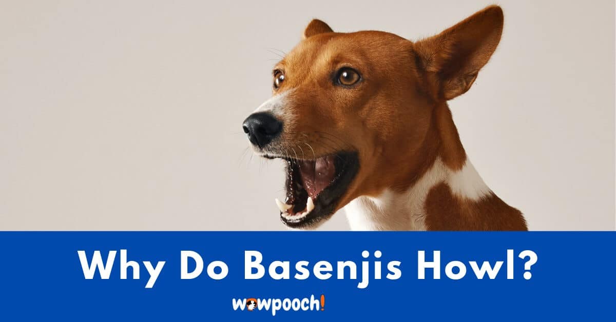 Why Do Basenjis Howl?