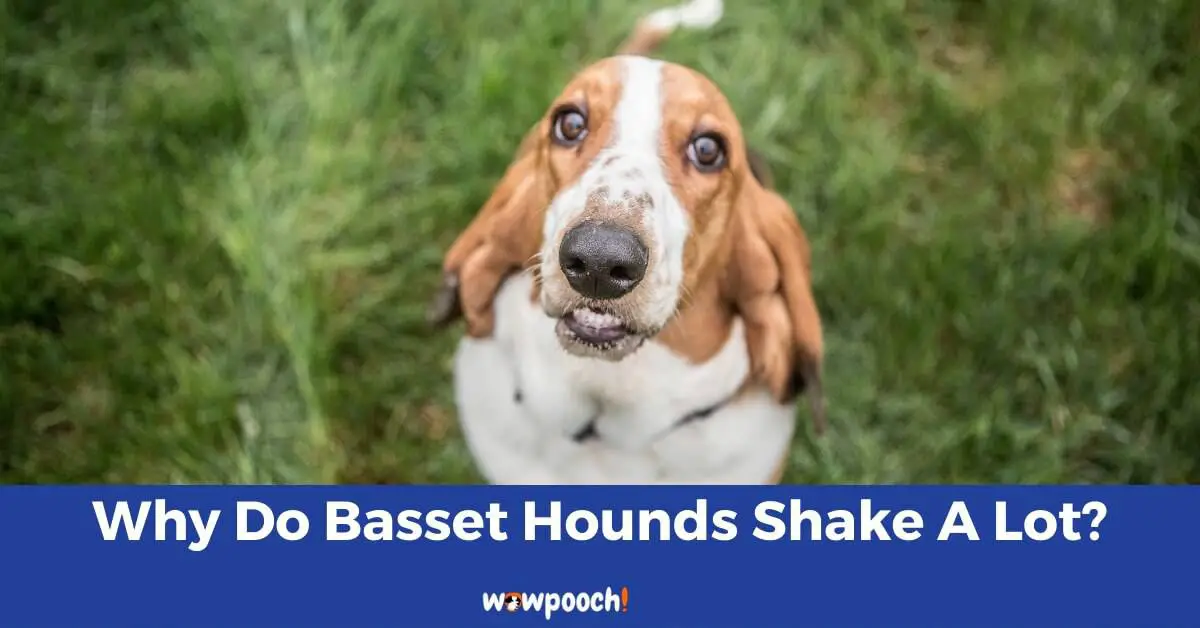 Why Do Basset Hounds Shake