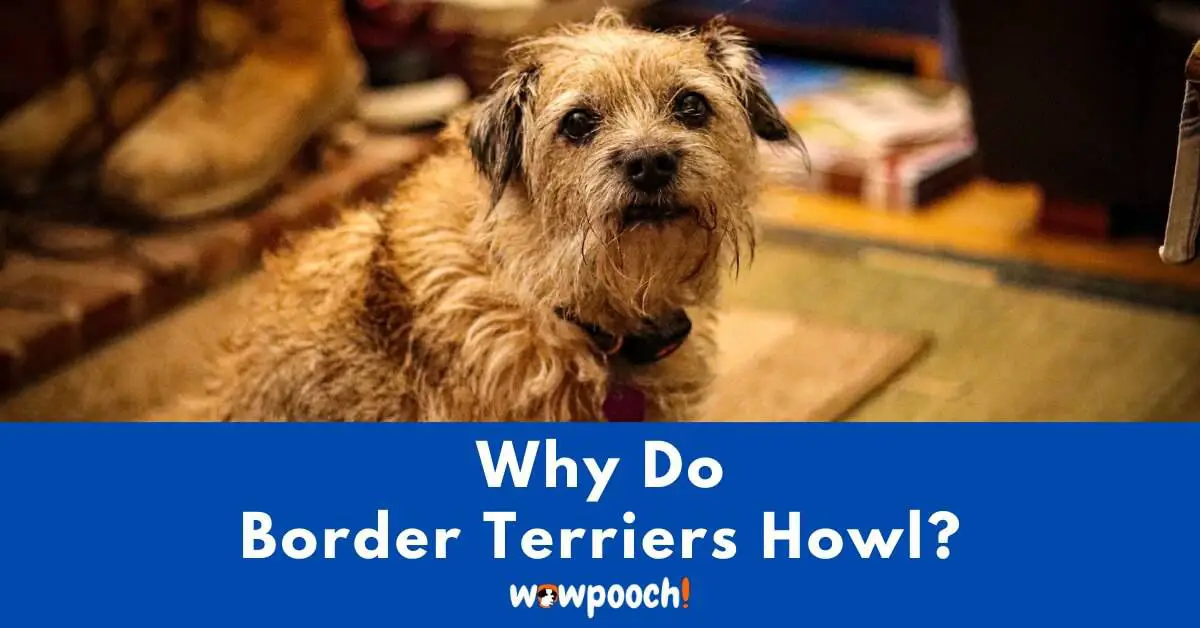 Why Do Border Terriers Howl?