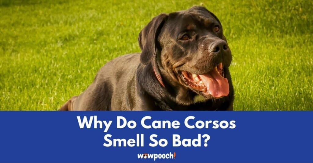Why Do Cane Corsos Smell