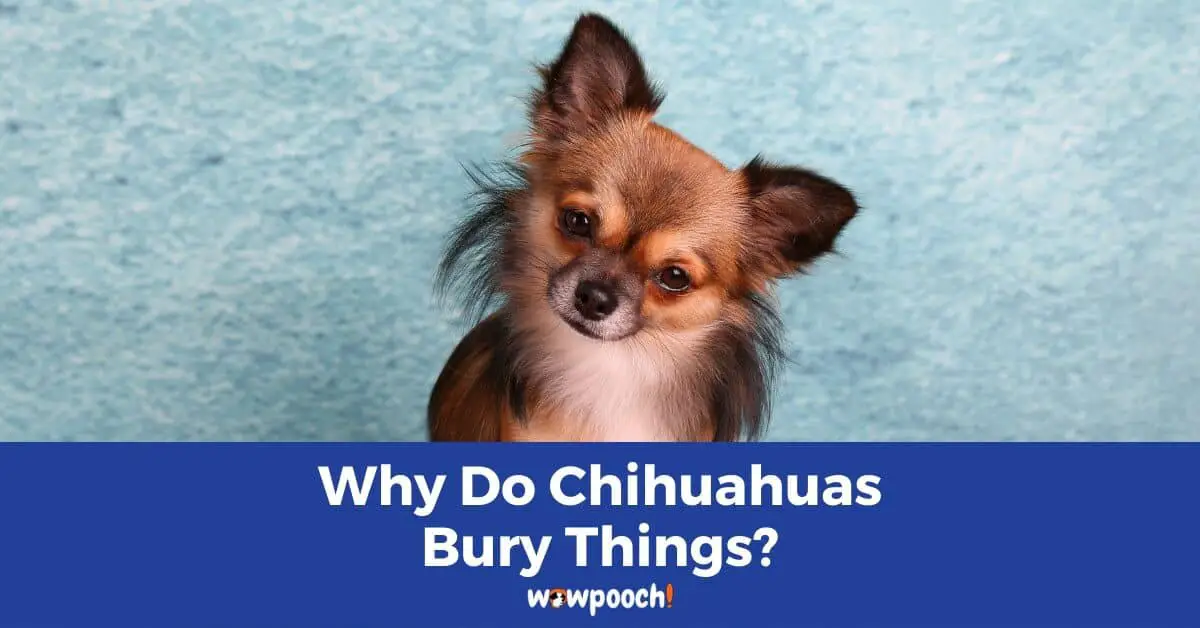 Why Do Chihuahuas Bury Things