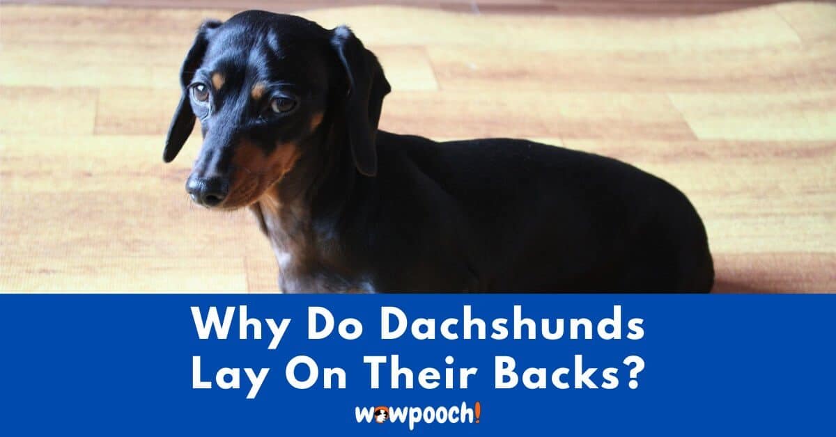 why do dachshunds lay on their backs