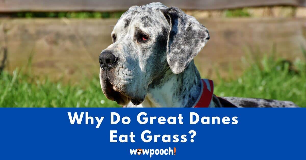 Why Do Great Danes Eat Grass?