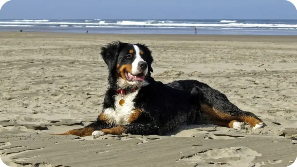 Bernese Mountain Dog In Beach