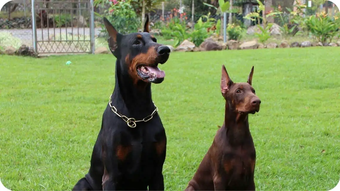 Top 6 Best Doberman Pinscher Breeders In Maryland (MD) State [2022