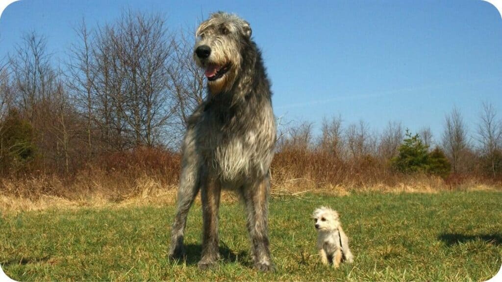 Irish Wolfhounds In Ground