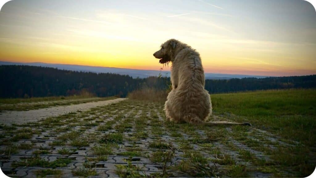 Irish Wolfhounds In Sunset