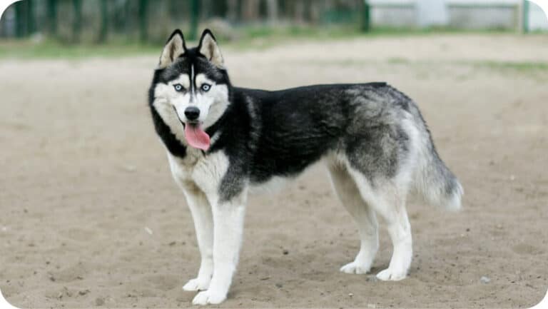 Top 3 Best Siberian Husky Breeders In Oregon (OR) State [2022] - WowPooch