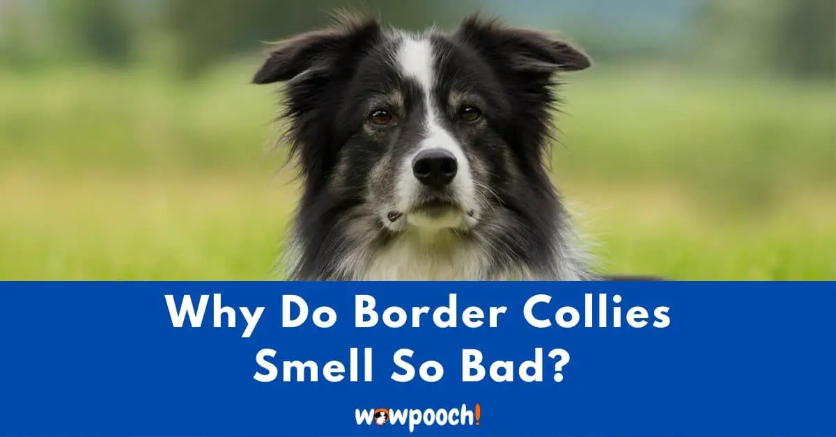 do border collies smell bad