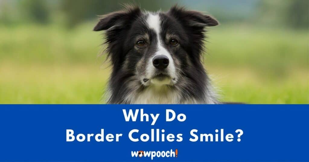 Why Do Border Collies Smile?