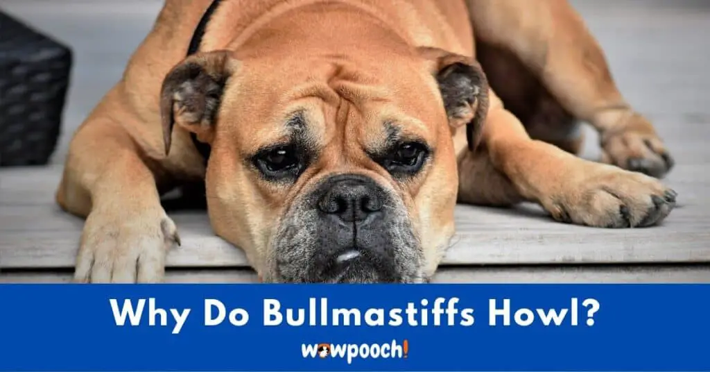 Why Do Bullmastiffs Howl?