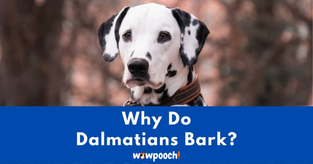 Why Do Dalmatians Bark So Much?