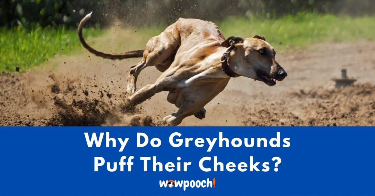 why do greyhounds puff their cheeks