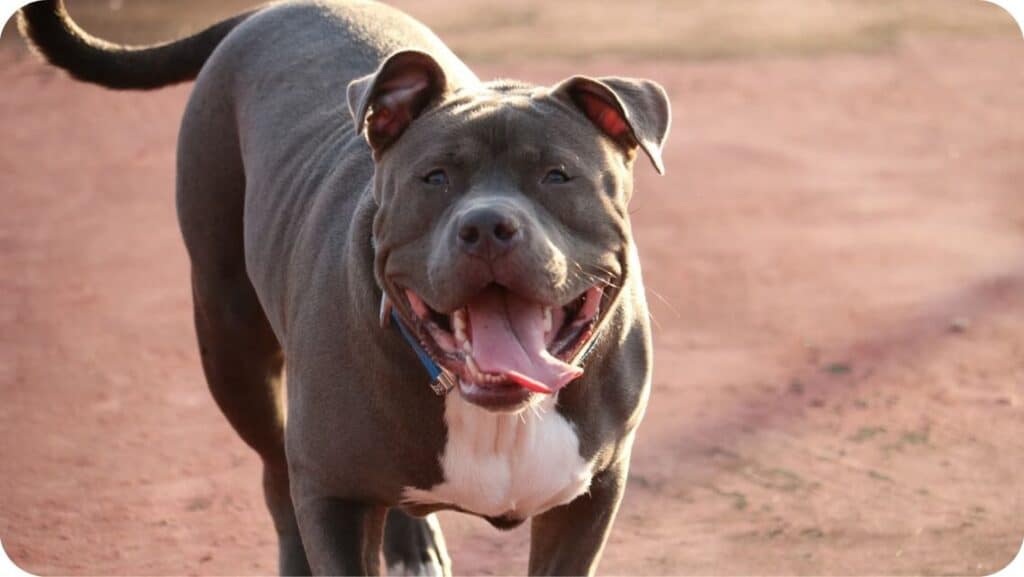 Active Pit Bull