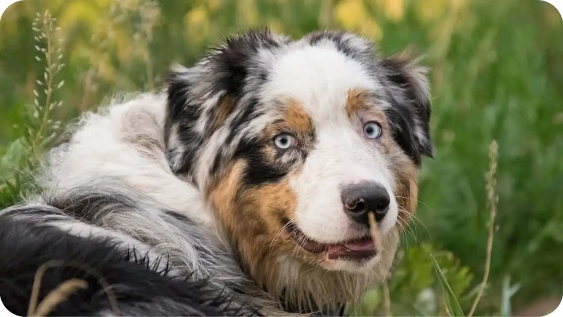 Top 13 Best Australian Shepherd Breeders in California (CA) State