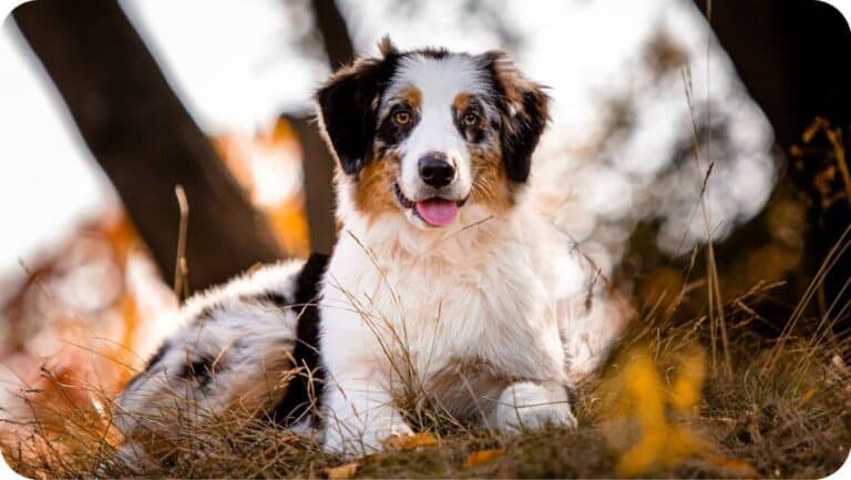 Top 10 Best Australian Shepherd Breeders In Tennessee (TN) State [2022 ...