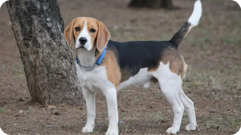 Beagle Doggy