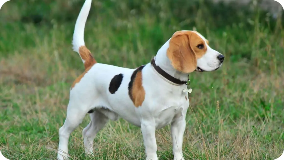 Top 12 Best Beagle Breeders In California (CA) State [2022] - WowPooch