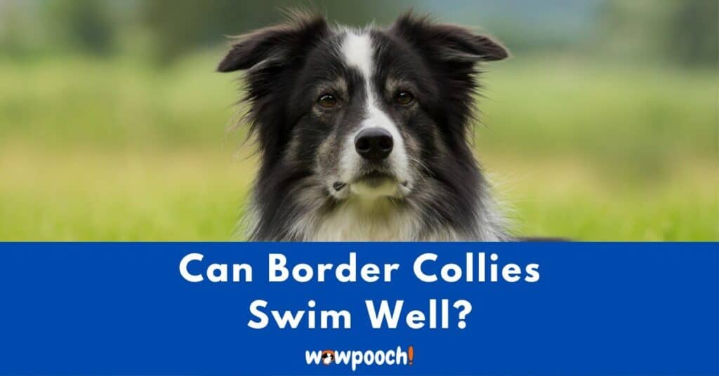 Can Border Collies Swim Well?
