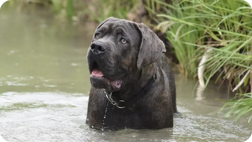 Cane Corso In The Water