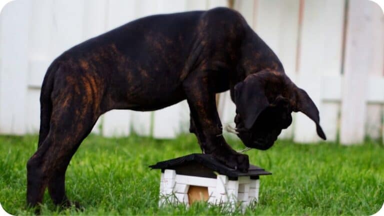 Why Does Your Cane Corso Bark So Much? 10 Scientific