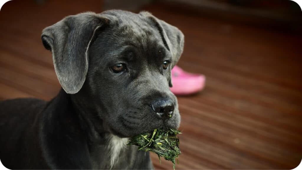Cane Corso Puppy eating Grass
