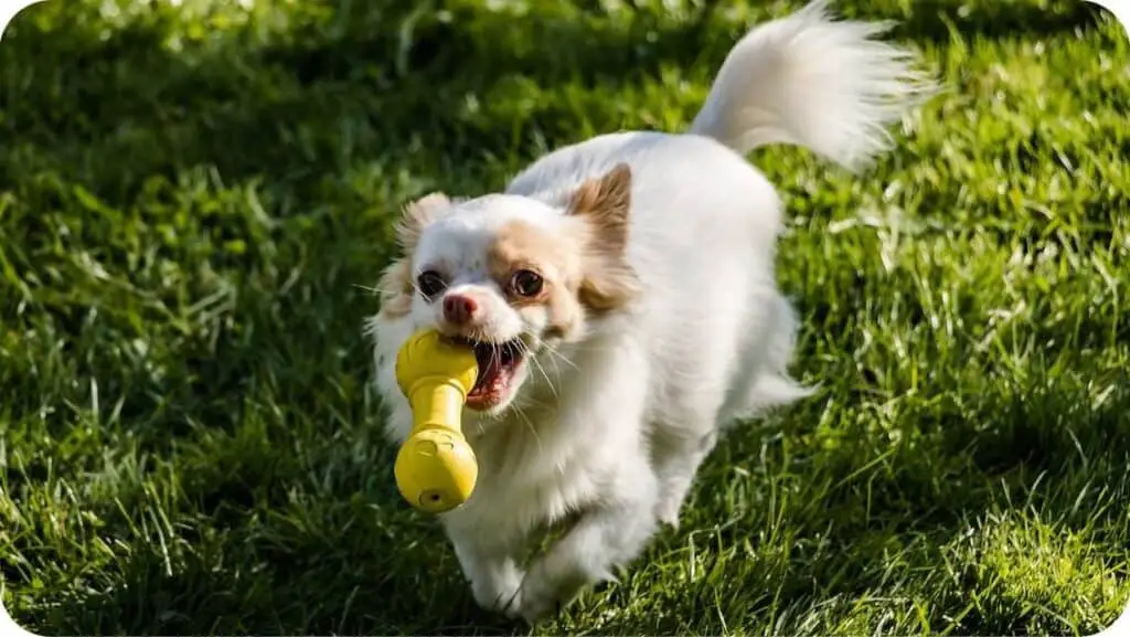 Chihuahua Playfull