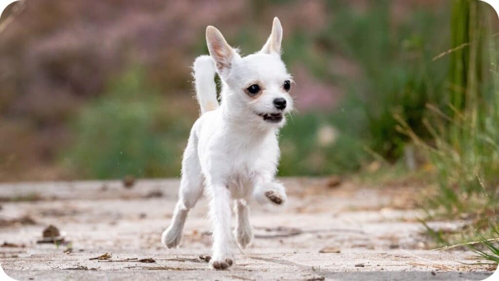 Chihuahua Run