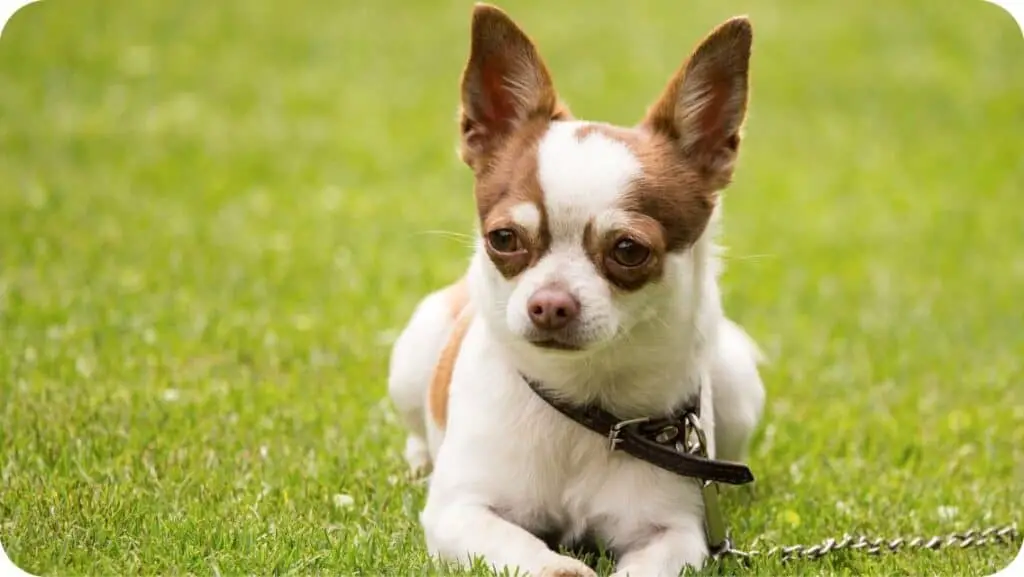 Chihuahua With Harness