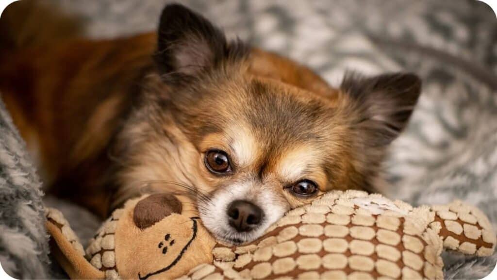 Why Do Chihuahuas Nibble On Blankets? 9 Ways To Stop Them!!! WowPooch