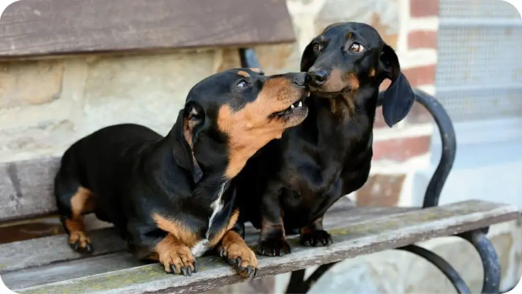 Top 6 Best Dachshund Breeders in New Hampshire (NH) State